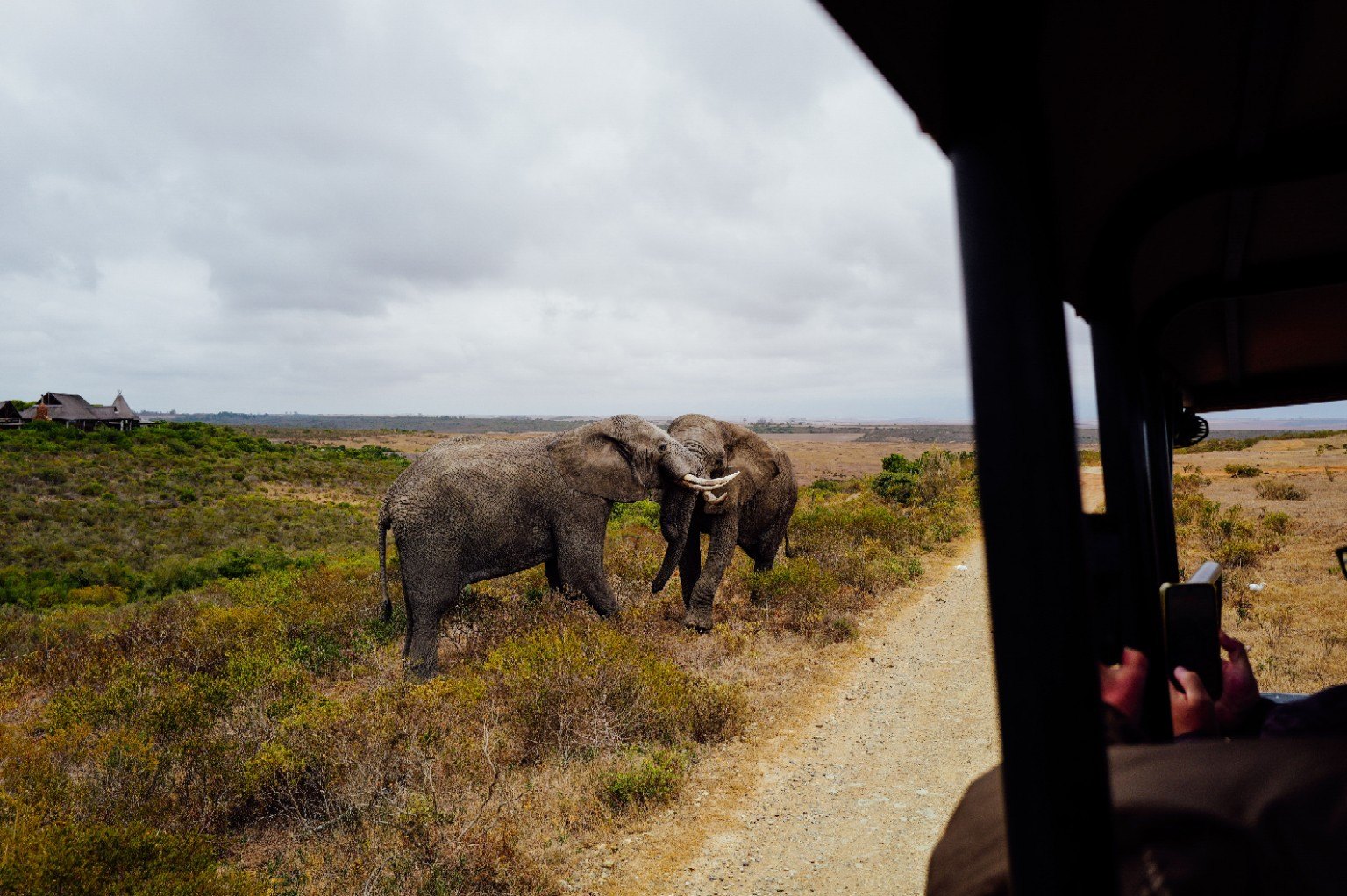 Elephants seen during a Uganda safari from a vehicle