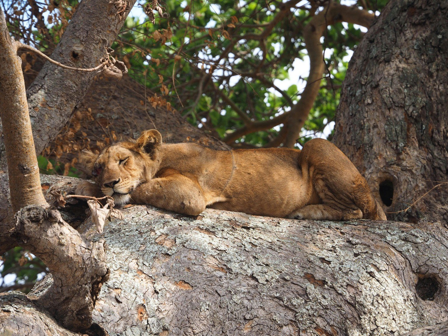 Tree climbing lion in Uganda